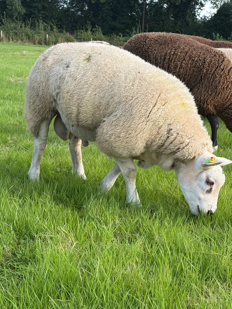 Texel Ram Lamb SIS - Image 4