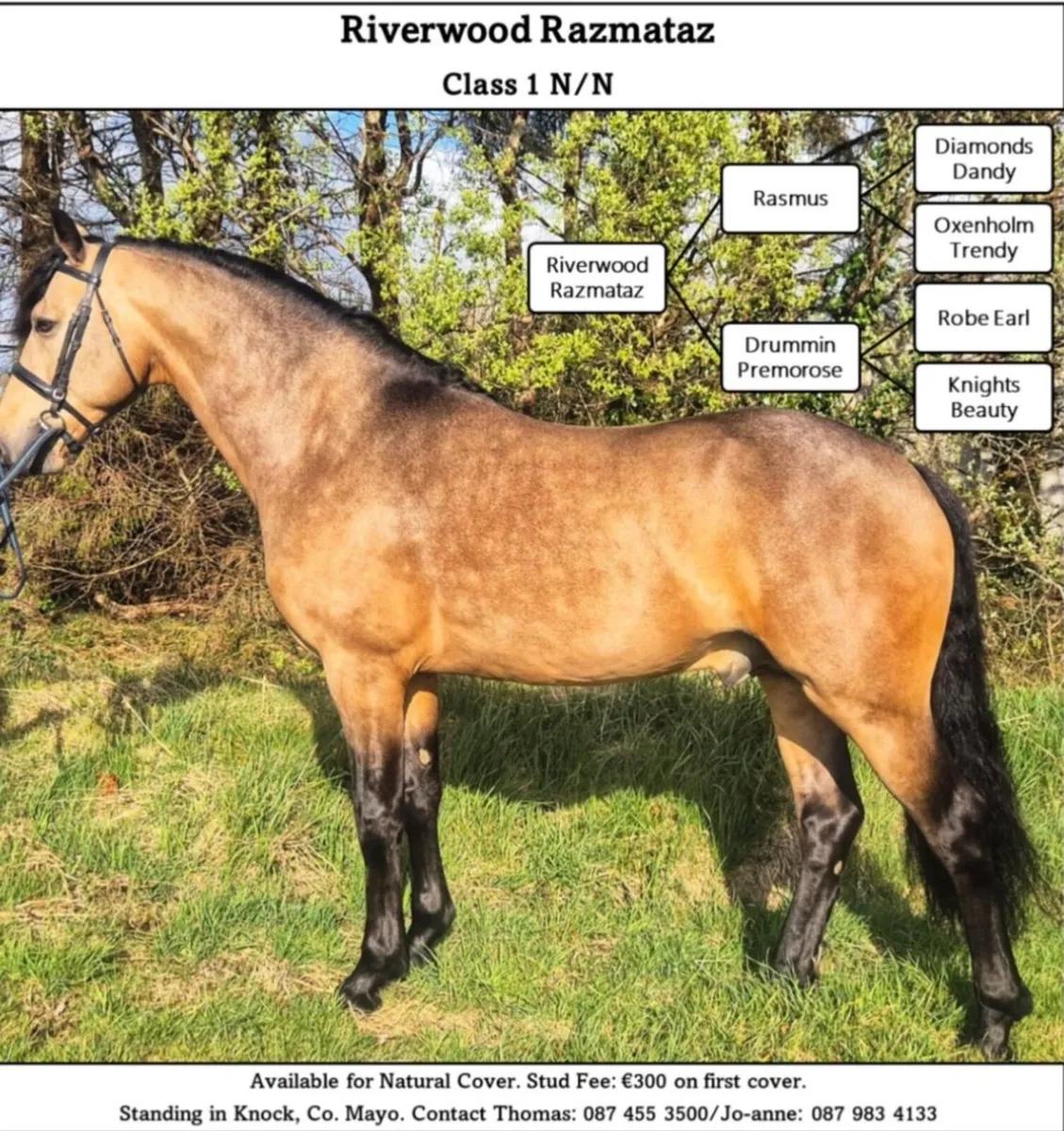 Registered Connemara colt foal - Image 3