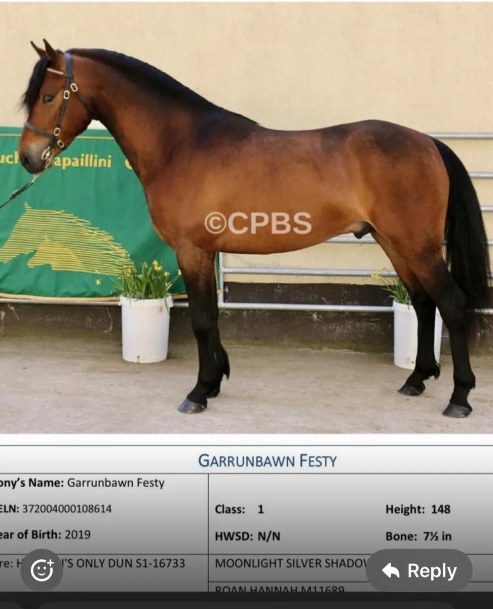 Registered Connemara colt foal - Image 2