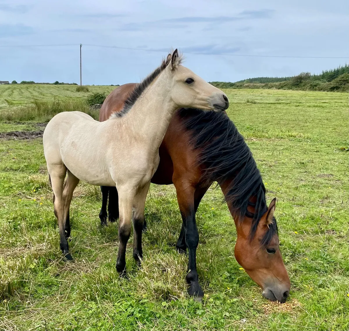 Registered Connemara colt foal - Image 4