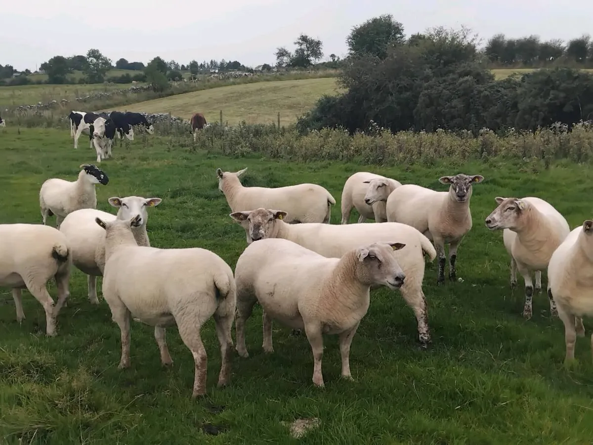 Top quality ewe hoggets - Image 2