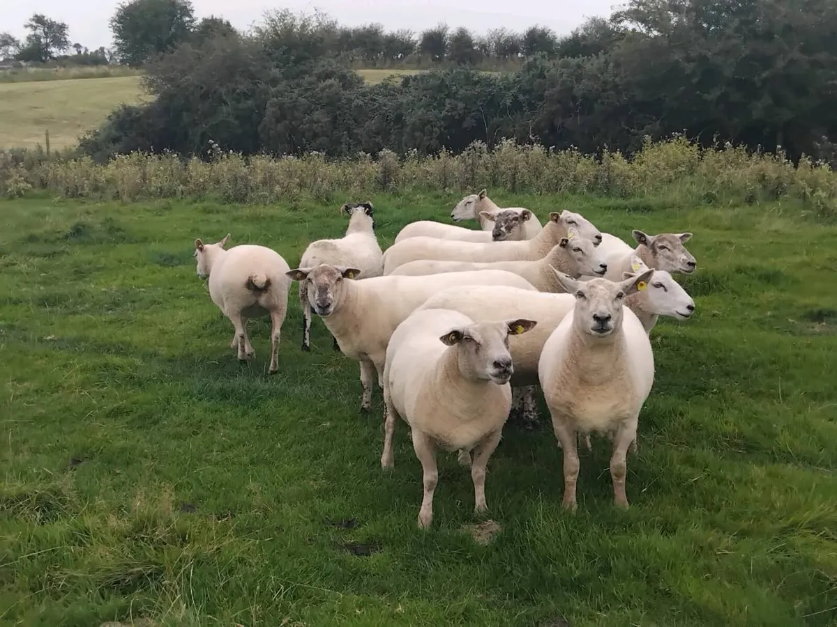 Top quality ewe hoggets - Image 1