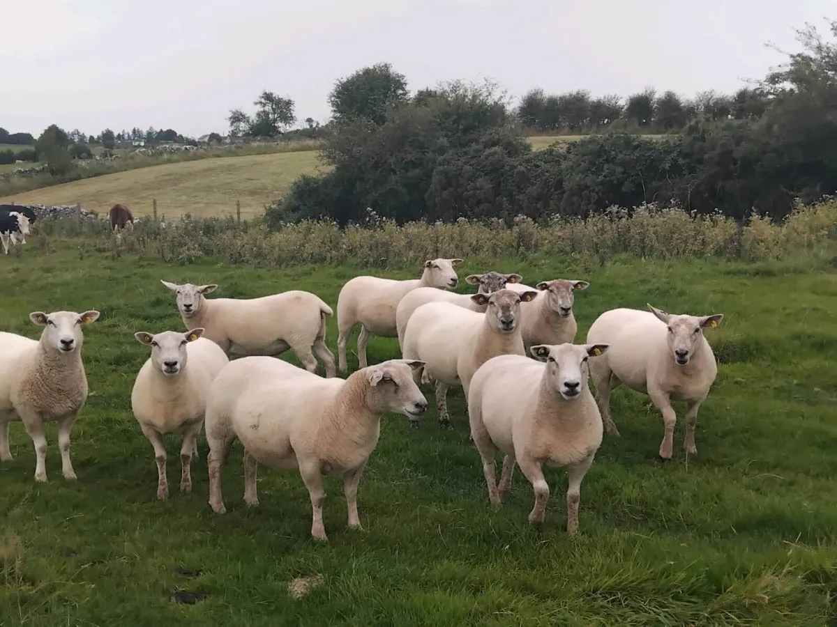 Top quality ewe hoggets - Image 3