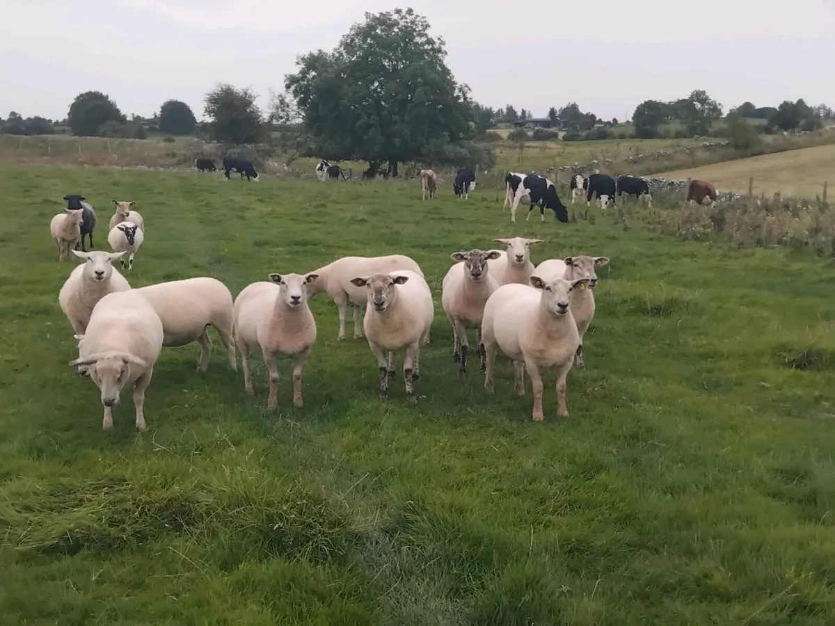 Top quality ewe hoggets - Image 4