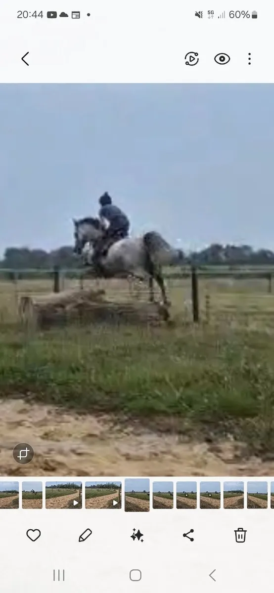 Horse - Image 1