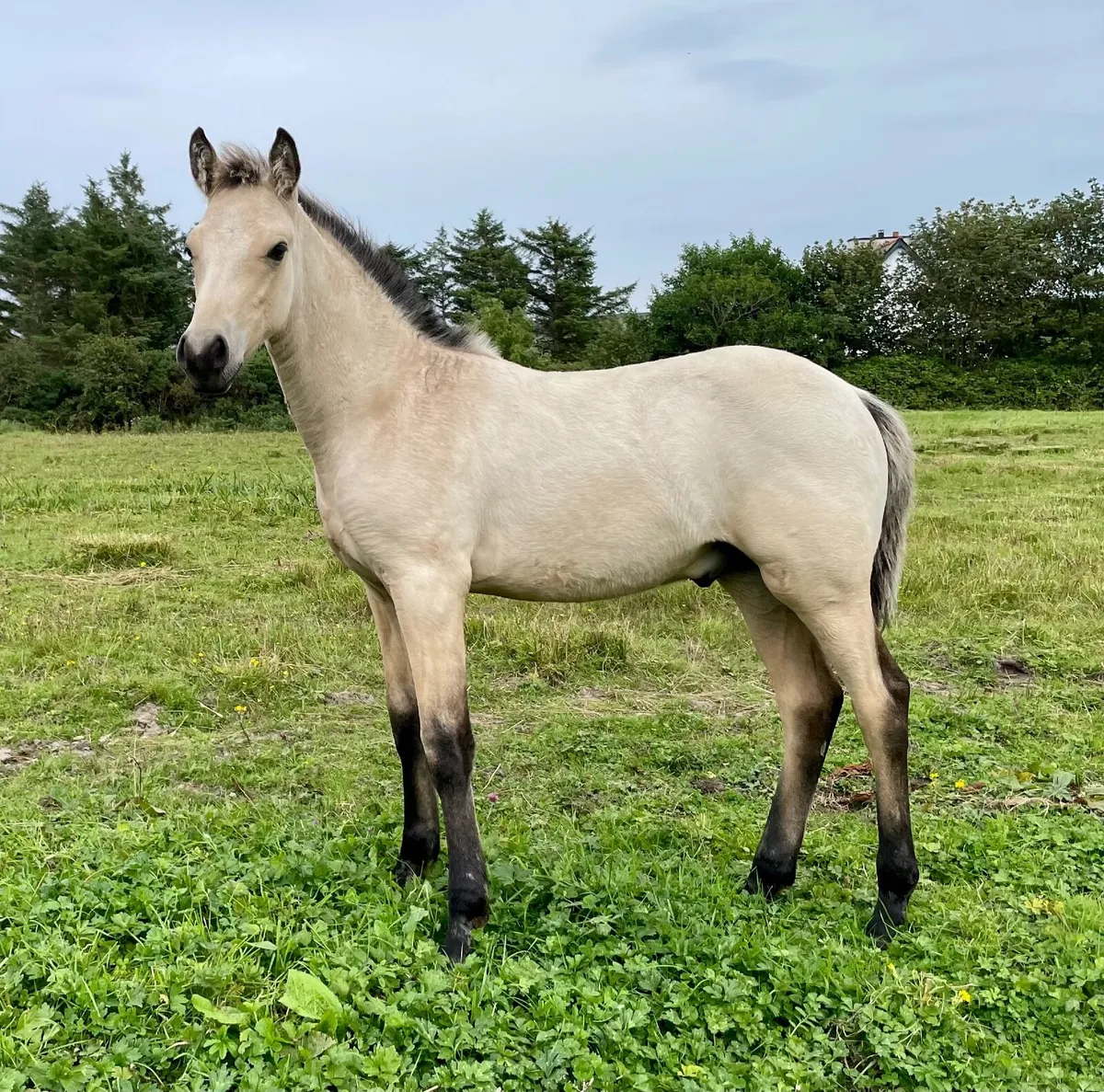 Registered Connemara colt foal - Image 1