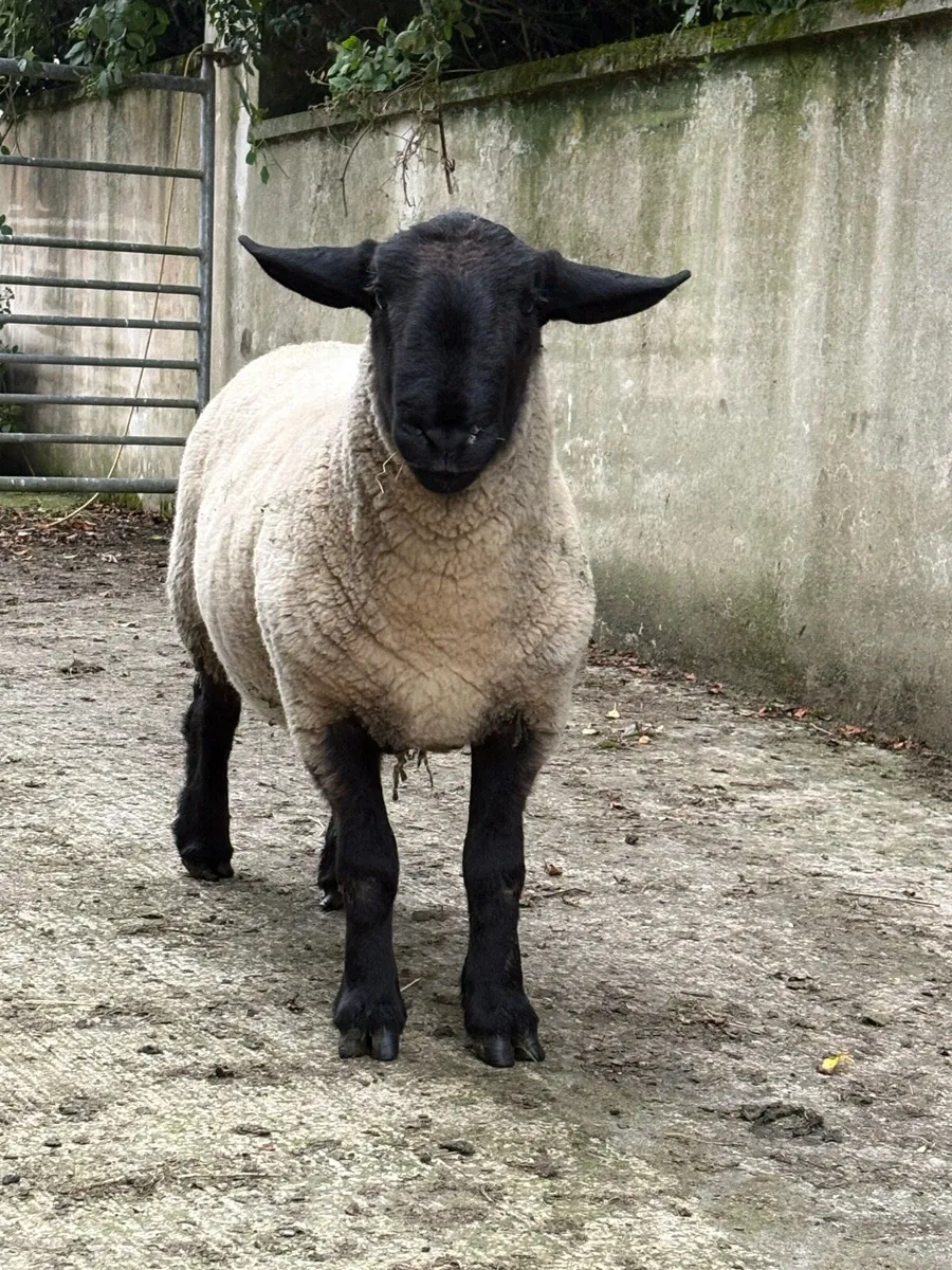 Suffolk / Charolais rams - Image 1