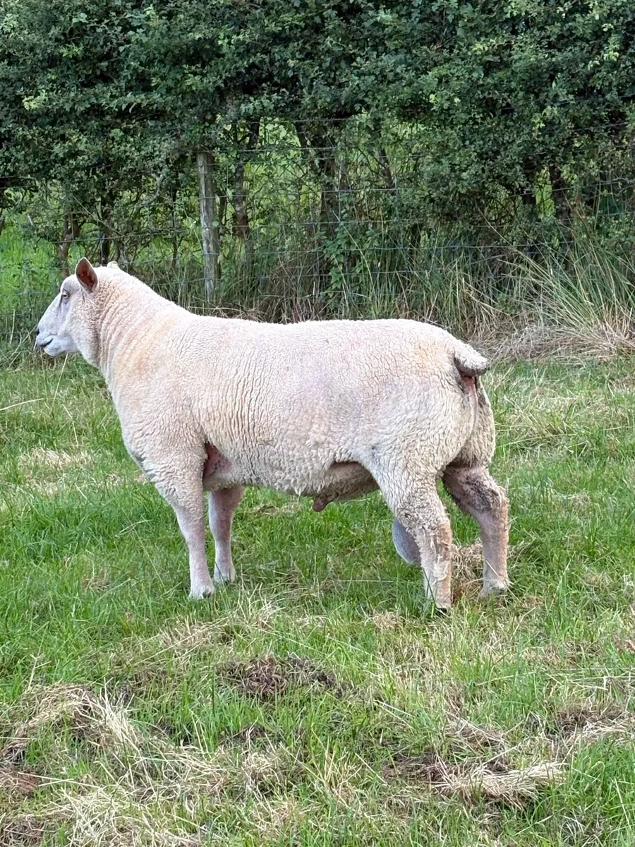 Suffolk / Charolais rams - Image 4