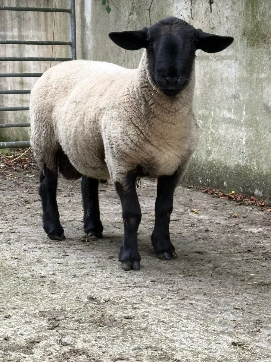Suffolk / Charolais rams - Image 2