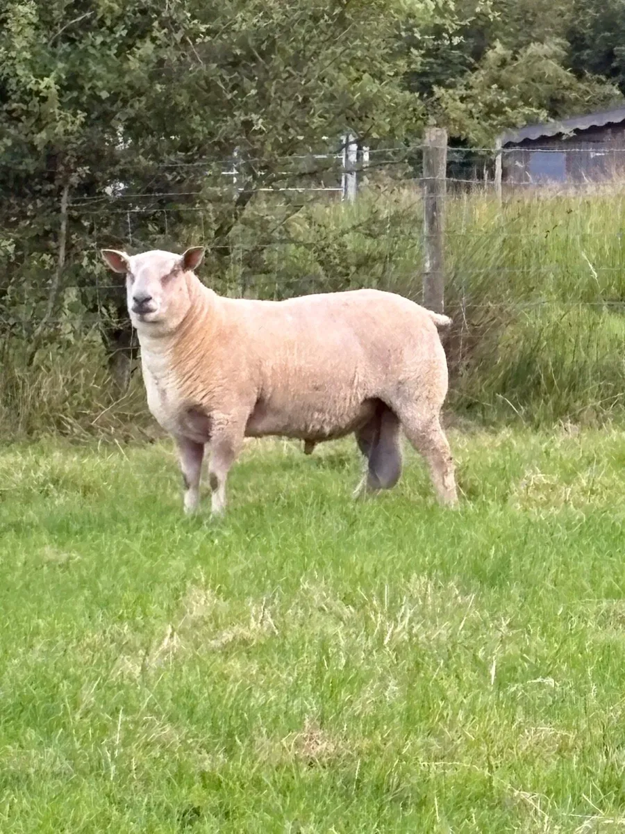 Suffolk / Charolais rams - Image 3