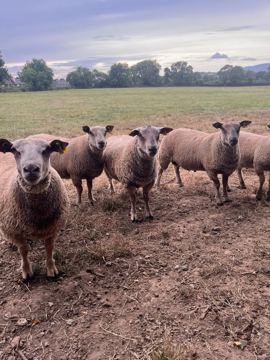 Pedigree Charollais Rams