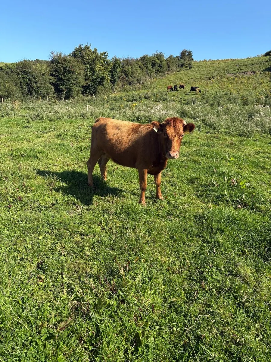 Dexter heifer - Image 1
