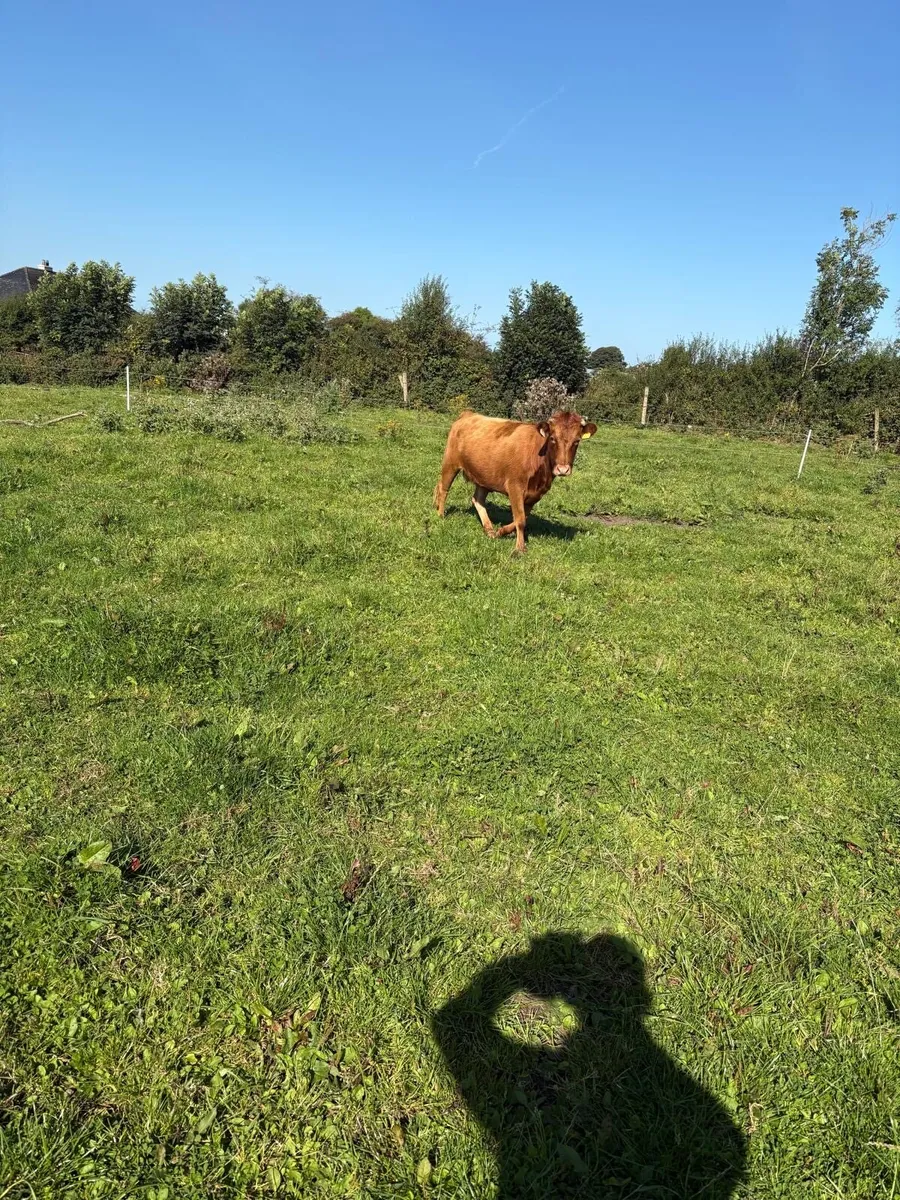 Dexter heifer - Image 4