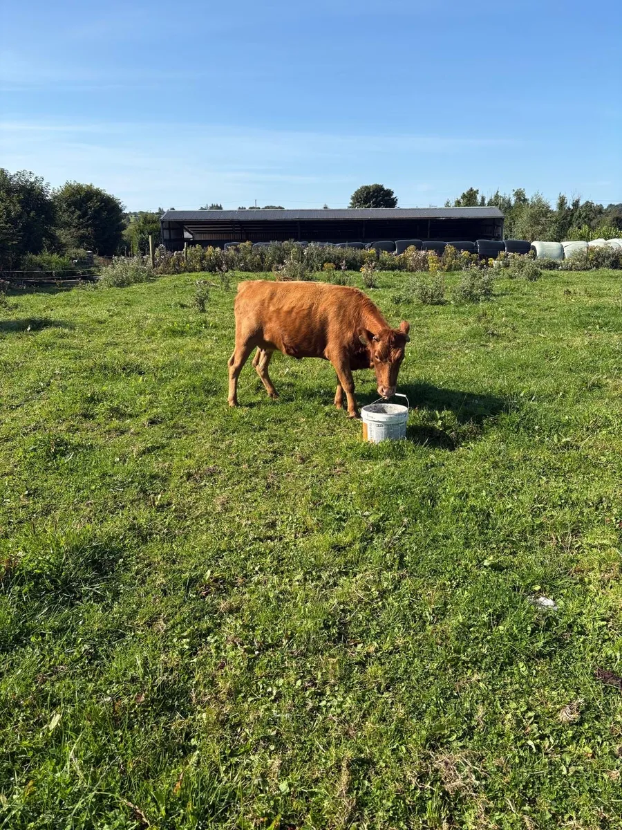Dexter heifer - Image 2