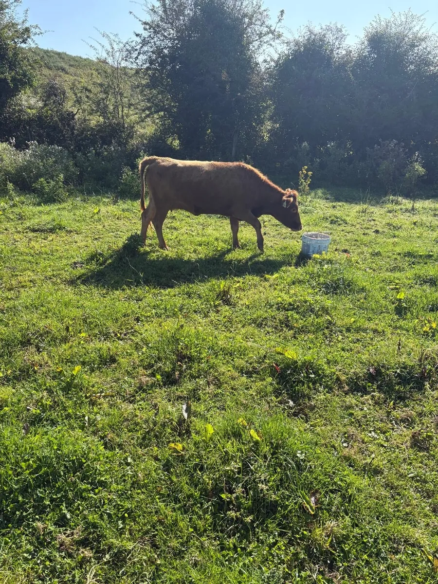 Dexter heifer - Image 3