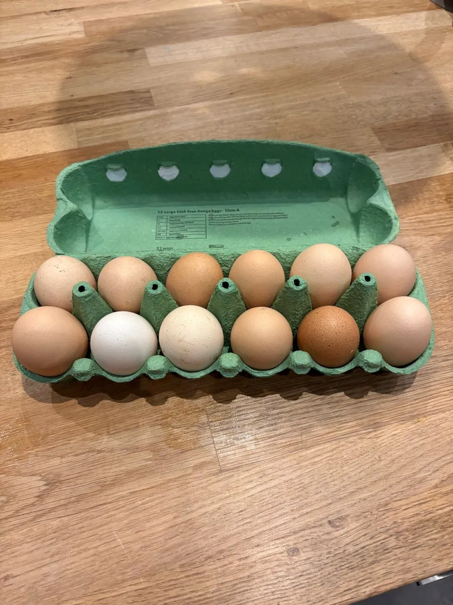 Fertile hatching eggs