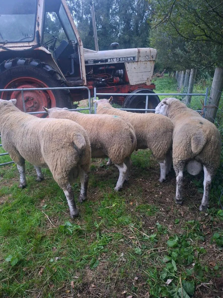 Rams - Image 1