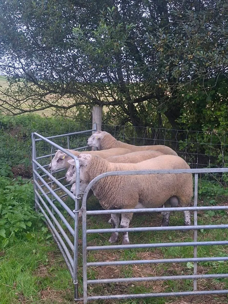 Rams - Image 2