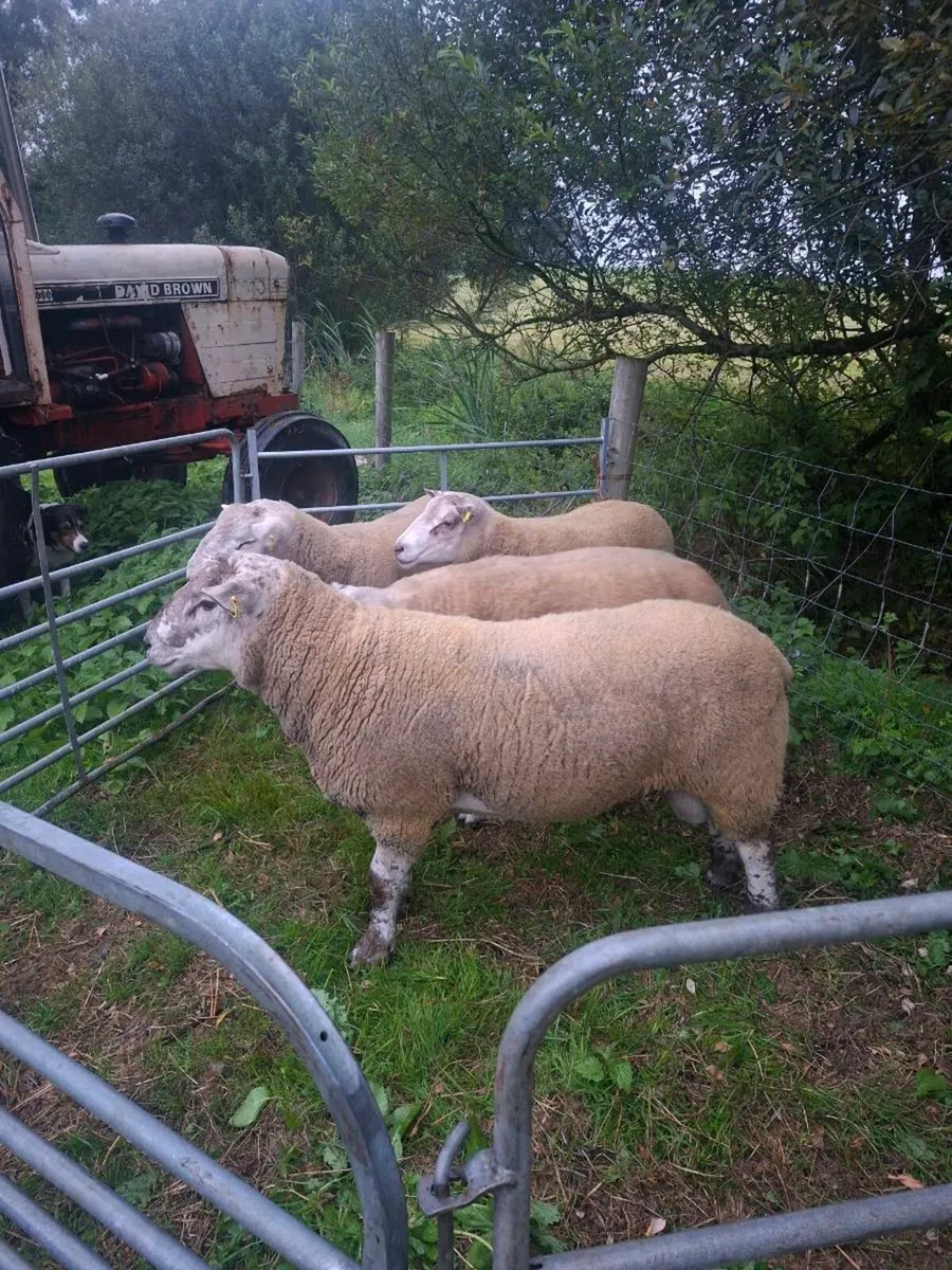Rams - Image 4
