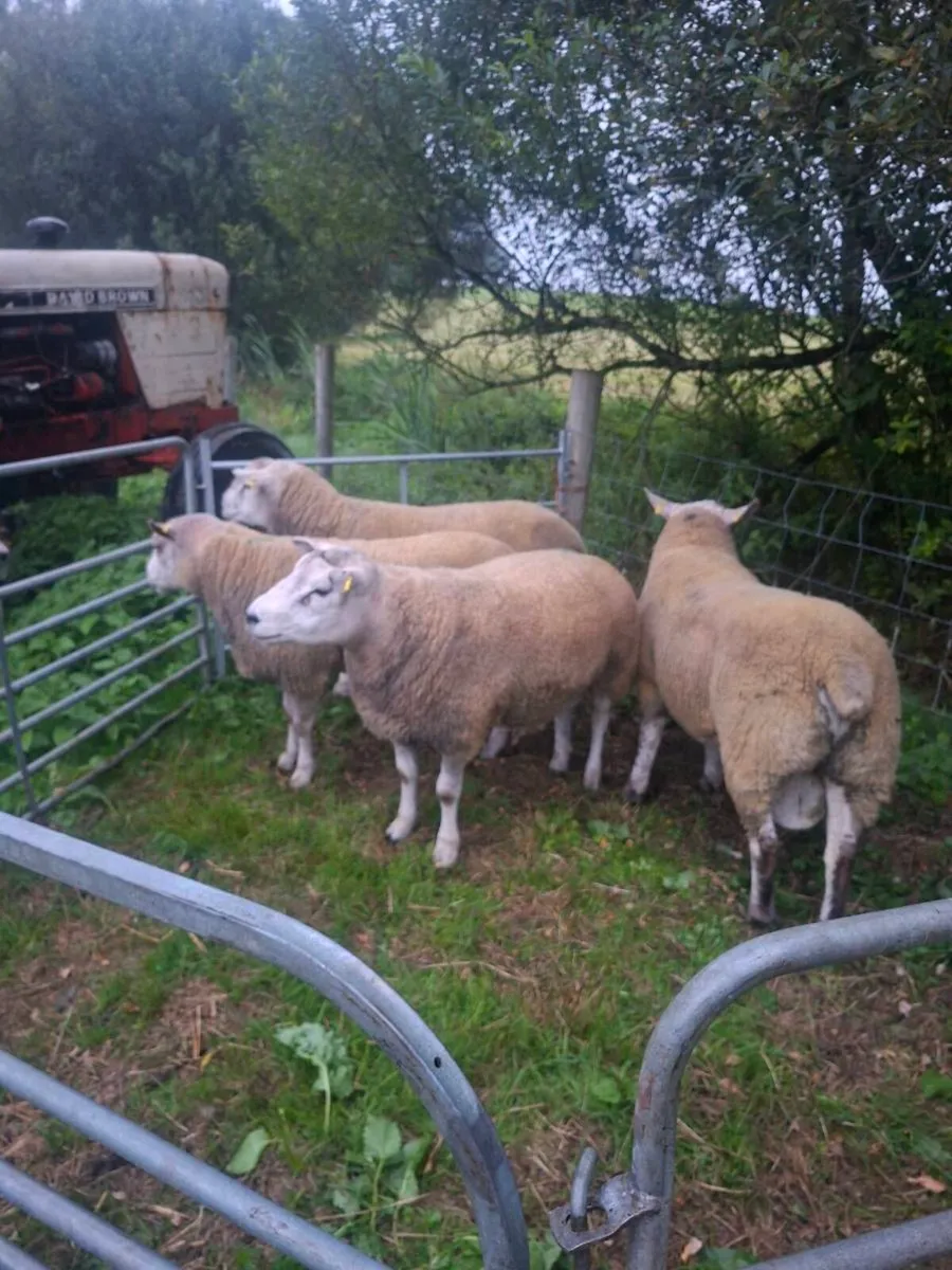 Rams - Image 3