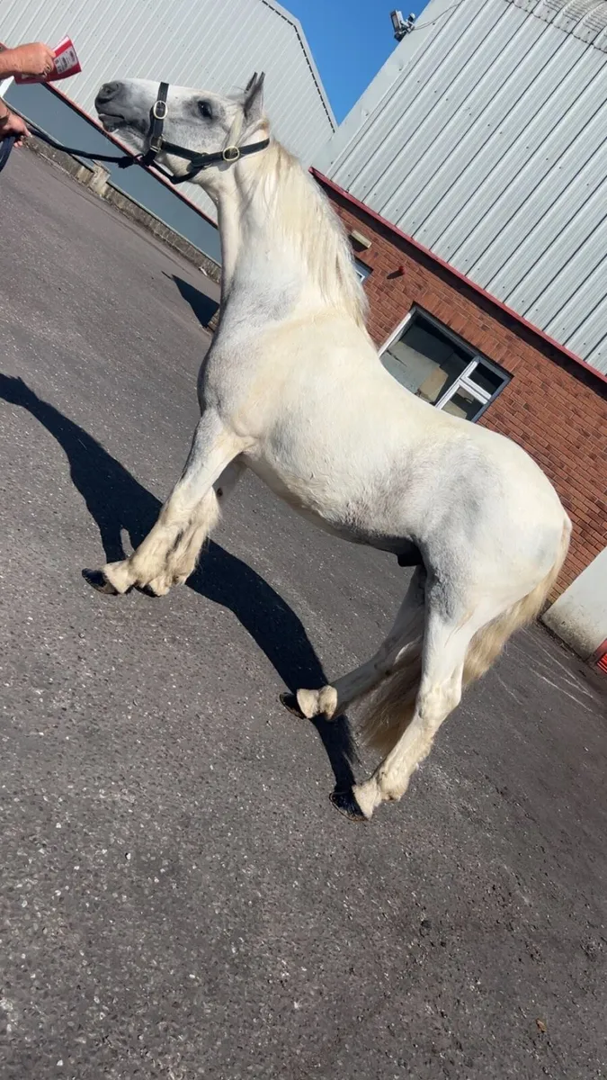 Coloured cob - Image 1