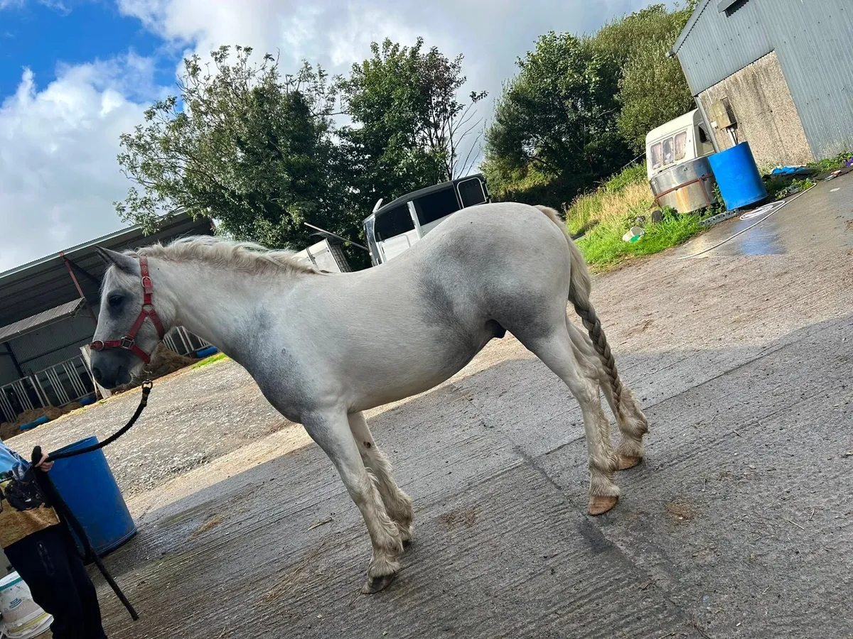 Coloured cob - Image 2