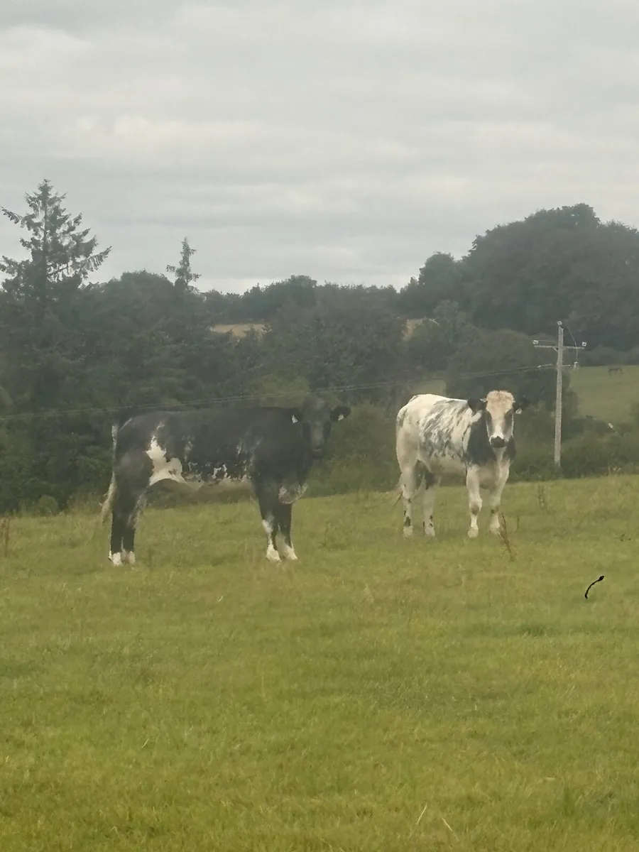 Heifers - Image 1