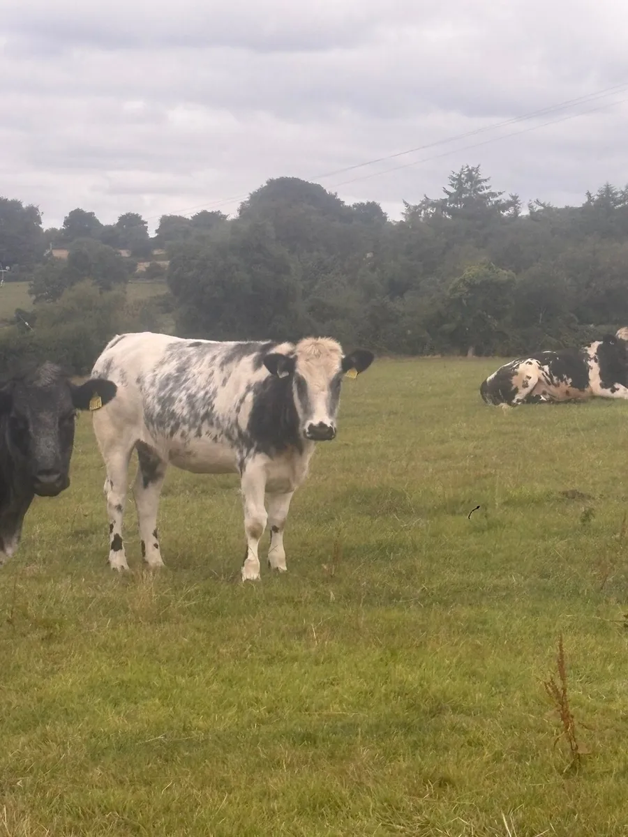 Heifers - Image 2