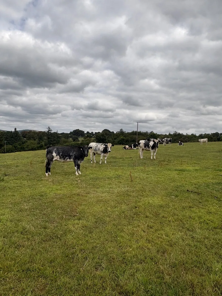 Heifers - Image 3