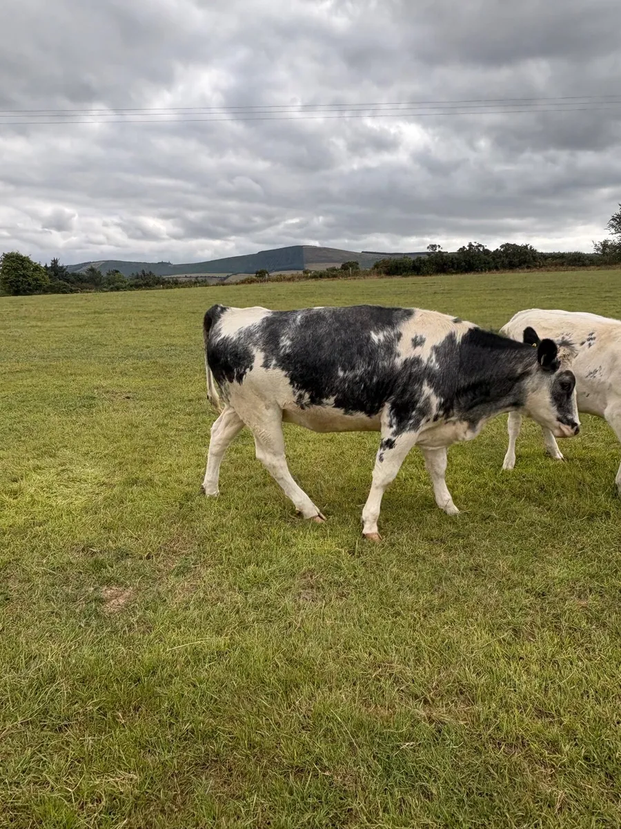 Heifers - Image 4