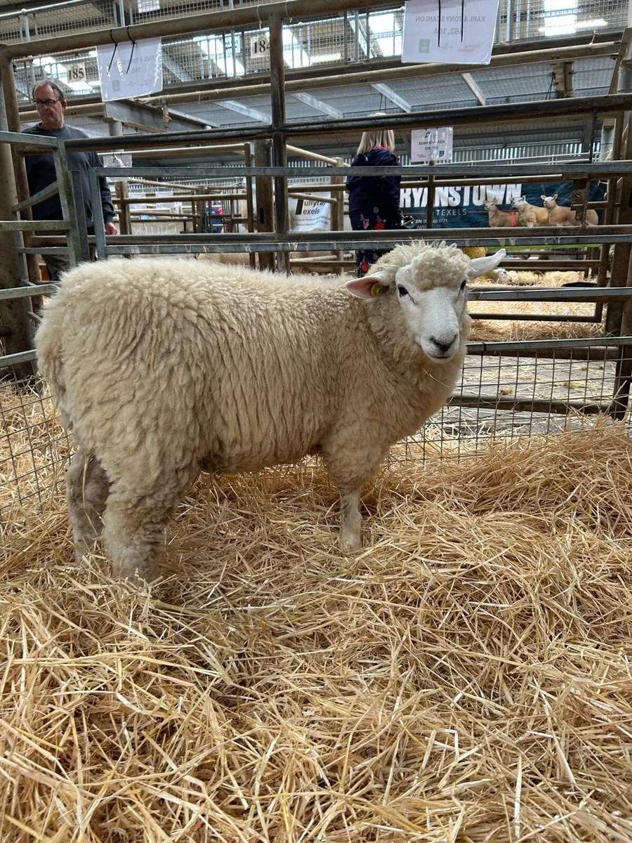 Galway Ram Lambs - Image 1