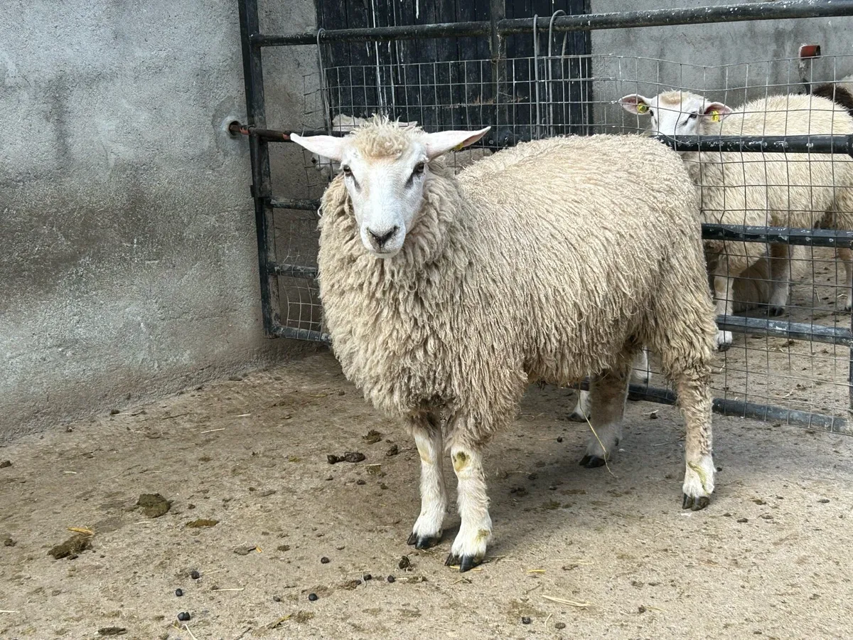 Galway Ram Lambs - Image 2