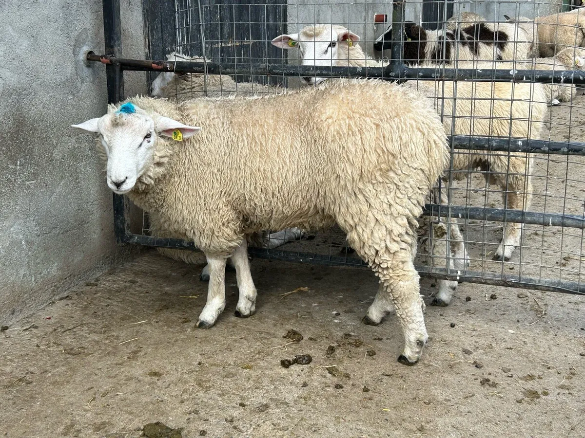 Galway Ram Lambs - Image 3