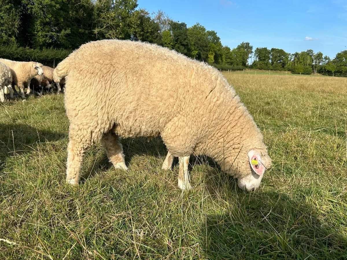Galway Ram Lambs - Image 4