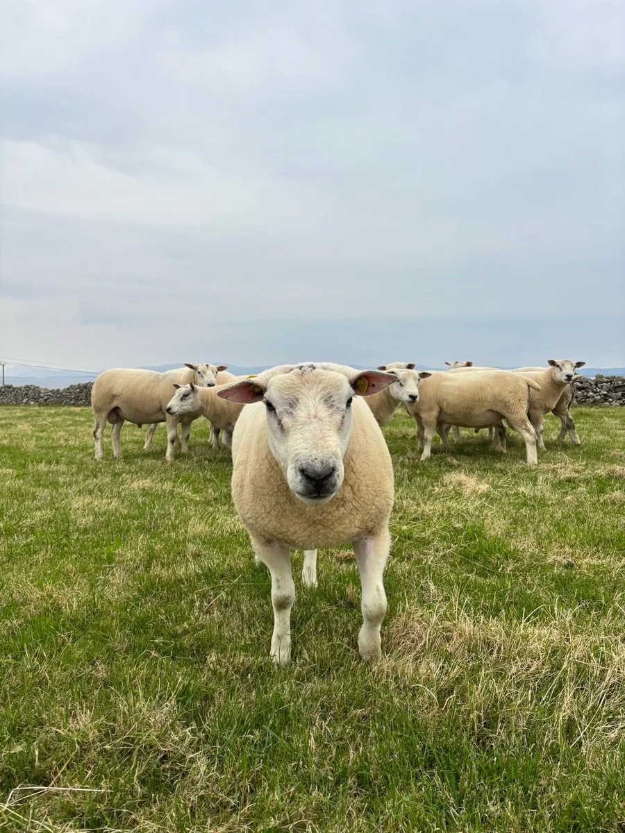 Hogget rams - Image 2