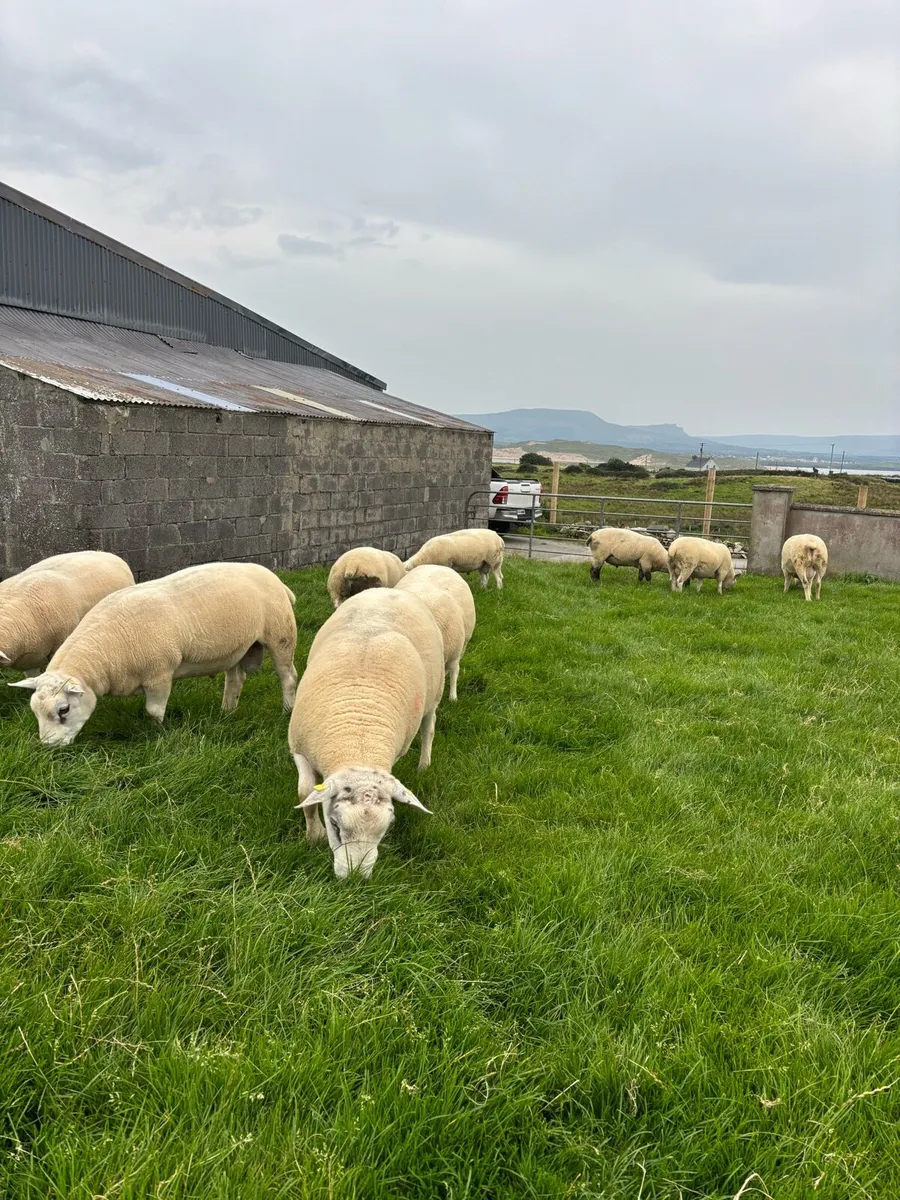 Hogget rams - Image 3