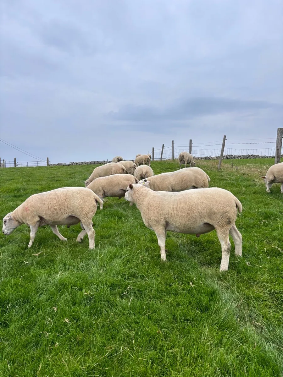 Hogget rams - Image 4