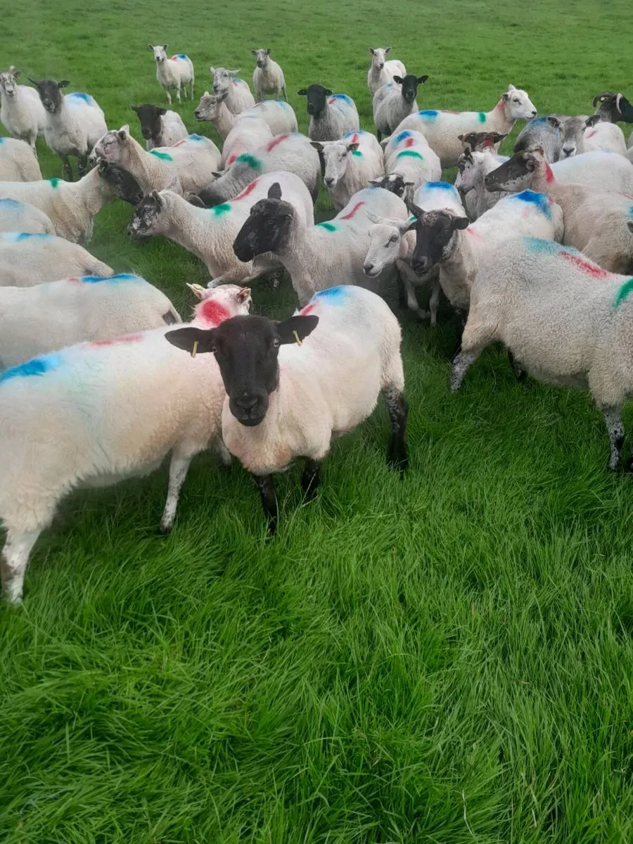 Breeding sheep for sale - Image 1