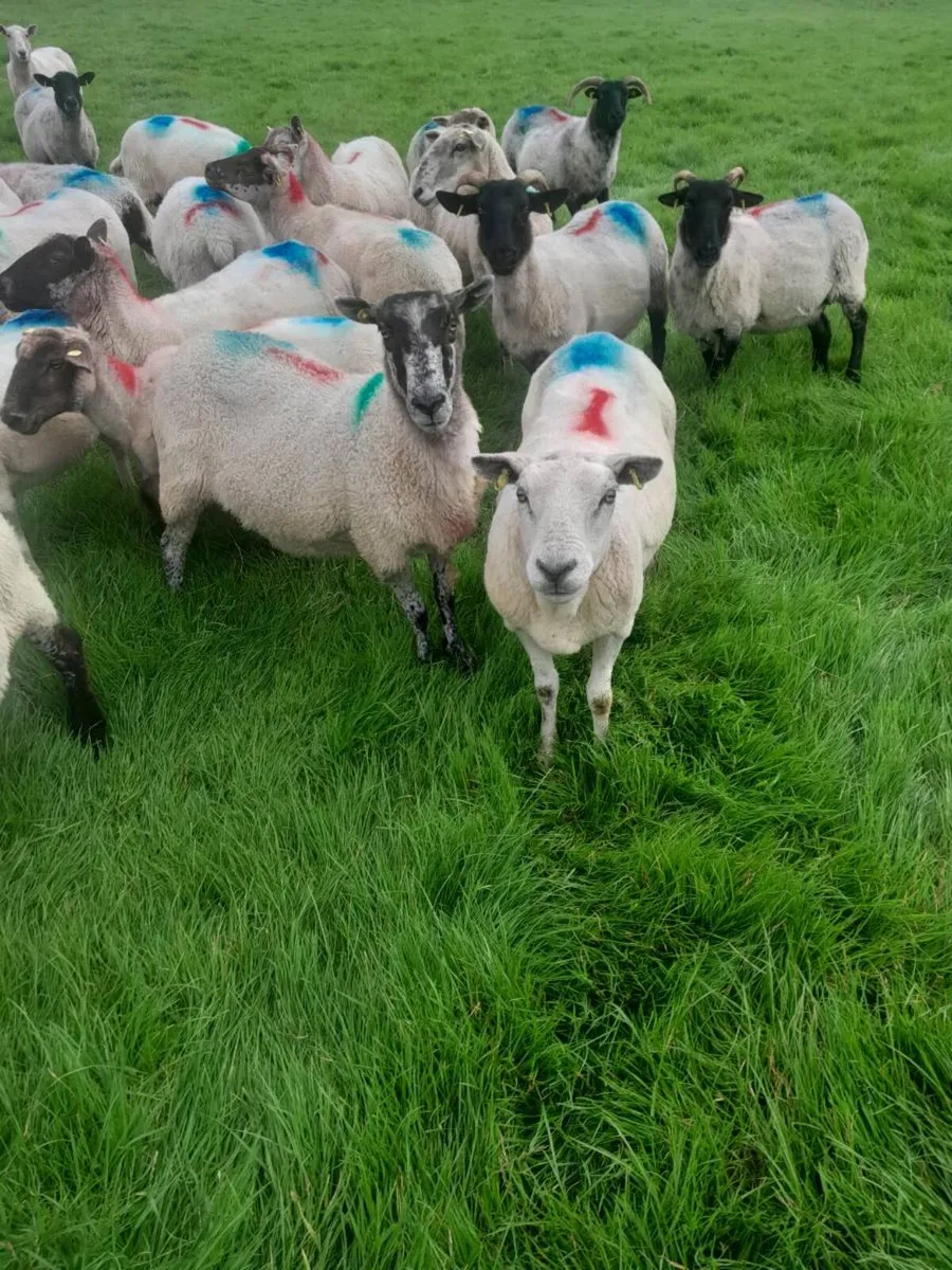 Breeding sheep for sale - Image 2