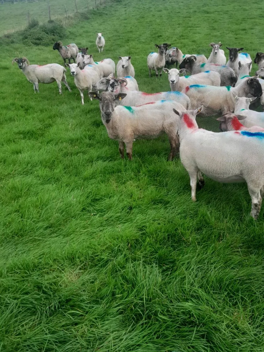 Breeding sheep for sale - Image 3