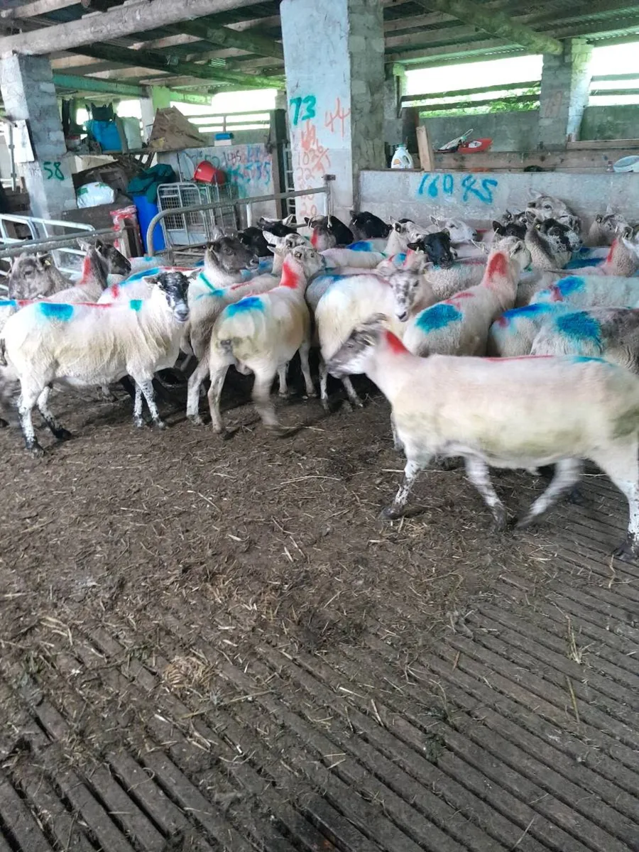 Breeding sheep for sale - Image 4