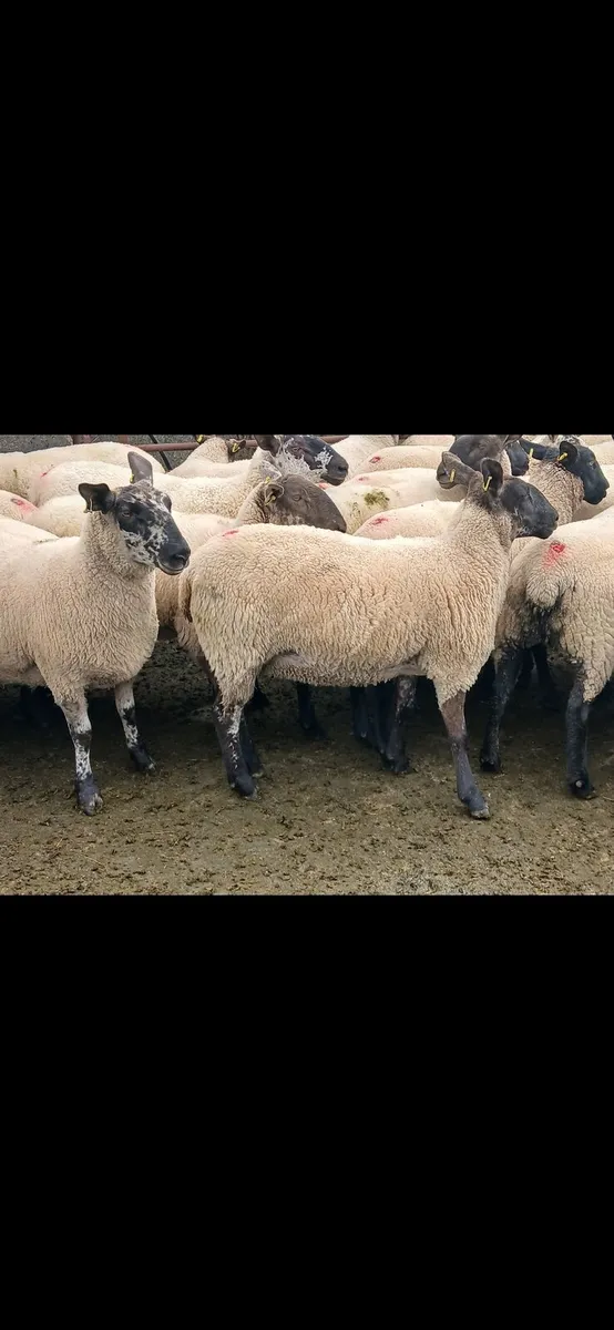 Milford and suffolk hoggets - Image 3