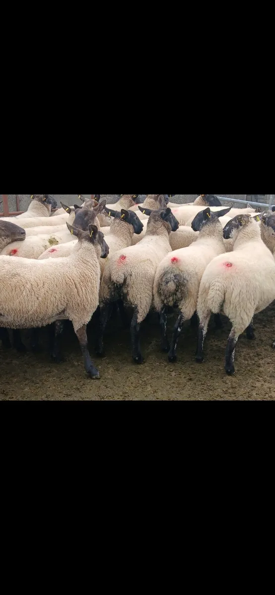 Milford and suffolk hoggets - Image 4