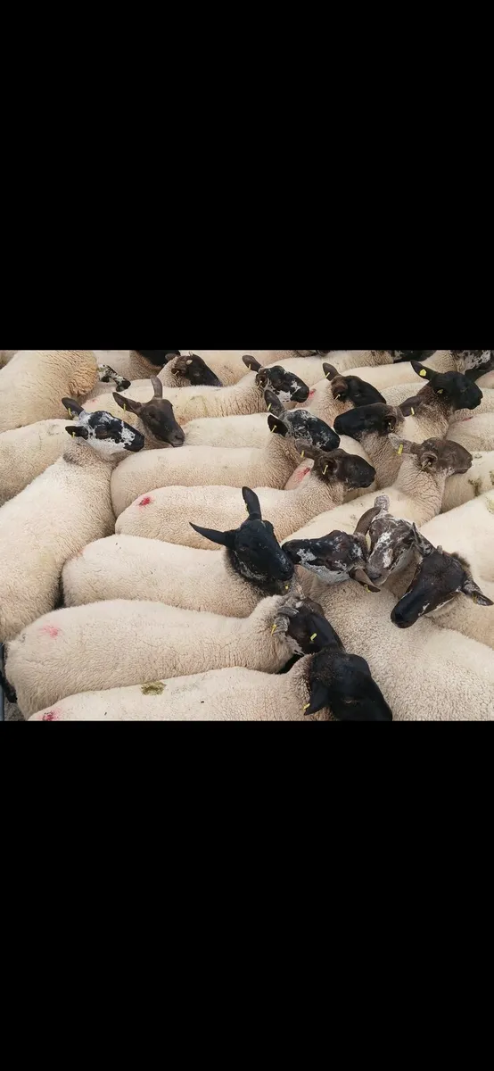 Milford and suffolk hoggets - Image 1