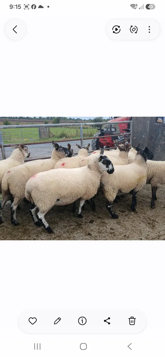 Milford and suffolk hoggets - Image 2