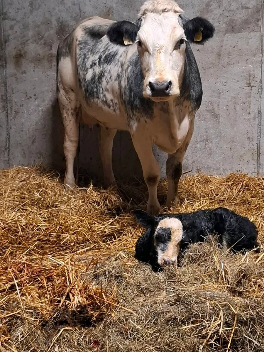 Bbx first calver aa bull calf at foot - Image 2