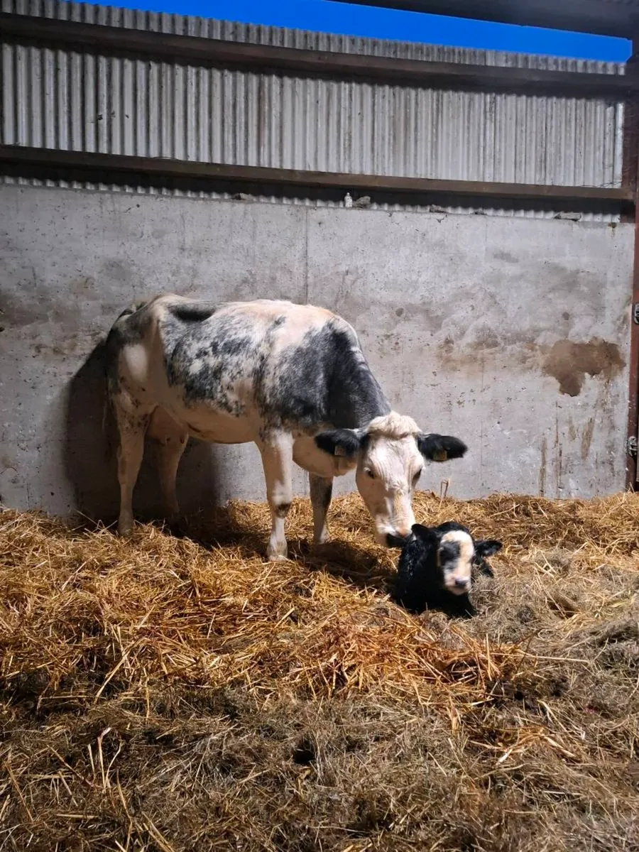 Bbx first calver aa bull calf at foot - Image 3