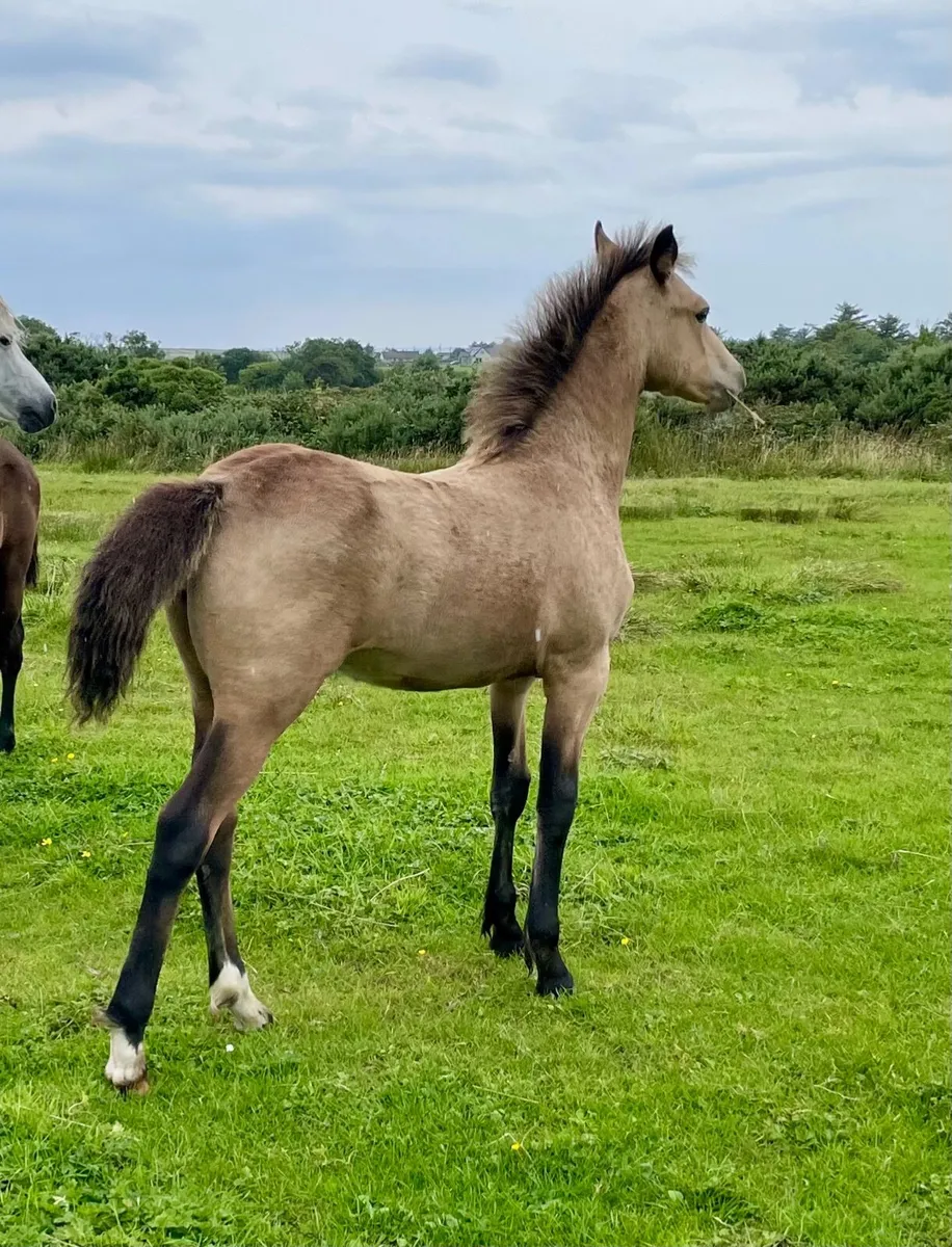 Registered Connemara filly foal - Image 3