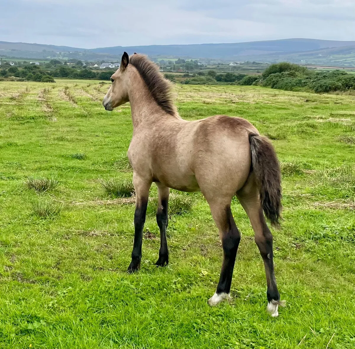 Registered Connemara filly foal - Image 4