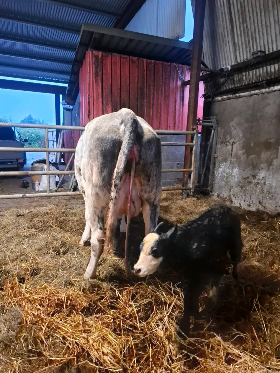 Bbx first calver aa bull calf at foot - Image 1